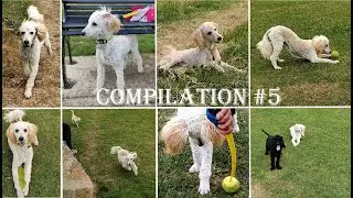 FIDO'S COMPILATION #5 | 5 months old poodle | Life of pet Fido