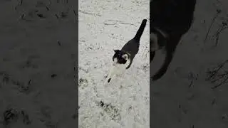 ОВЧАРКА