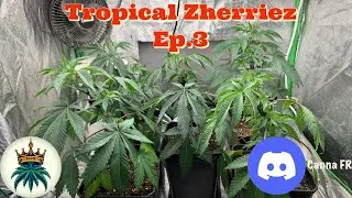Tropical Zherriez Ep.3