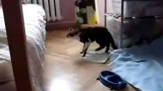 Кот после наркоза