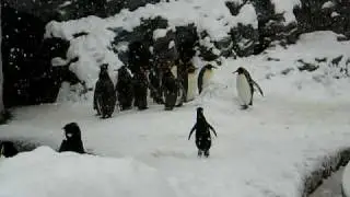 ペンギン大喜び