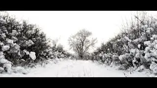 Winter nature. [800p, 2014]