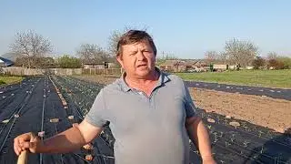 Strawberry Albion: planting on agrospam