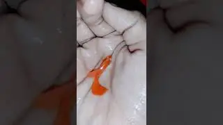 ALBINO FULL RED GUPPY/BETTA KID