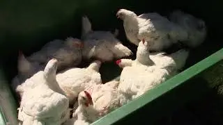 DIY Chicken Tractor yields 190 pounds of food in 9 weeks (25 birds)!