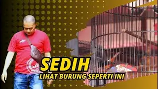 VIKING ARENA ❗❗❗ SEDIH RASANYA JIKA LIHAT BURUNG KERJA SEPERTI INI || MB TERORIS