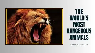 The World's Most Dangerous Animals
