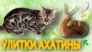 УЛИТКИ АХАТИНЫ 🐌 И БЕНГАЛЬСКИЙ КОТ