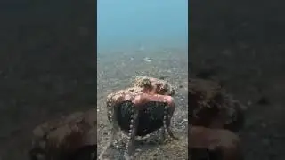 unik !! kecerdasan gurita memang beda dari hewan lain 😲 #shorts #octopus
