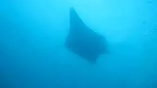 Manta Ray at Koh Bon, Similan Island Marine National Park