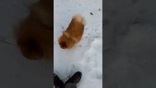 Шпиц в лесу