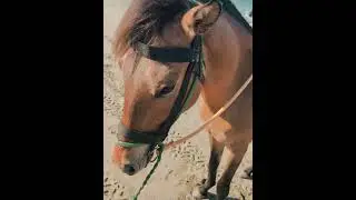 စီးချင်တာက mongo riding