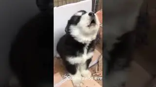 baby husky howling cute  need to see it #shorts