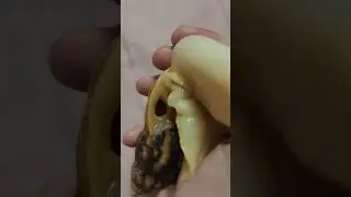 как улитки дышат?
