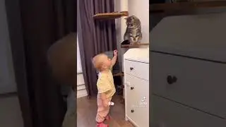 котики в тик ток