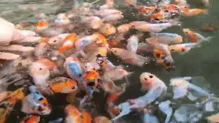 A well Selected Calico Cow Ranchu Goldfish