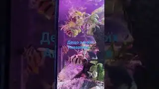 Трохи з моїх Акваріумів