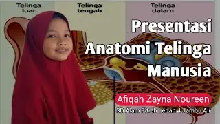 Anatomi Telinga Manusia