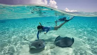 Exuma Stingrays