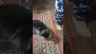 Шикарный хозяин