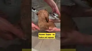 Спа процедуры Барни🙈 /  Barney's spa treatments #мальтипу  #shorts  #dog