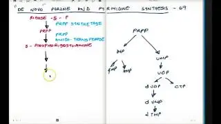 PURINE AND PYRIMIDINE SYNTHESIS PART 1