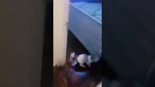 Skinwalker or demon outside watching me