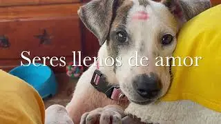 Sofía Arlette - Una Huella de Amor (Video Oficial)🐶 🐾 🐱💞