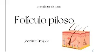 Folículos pilosos