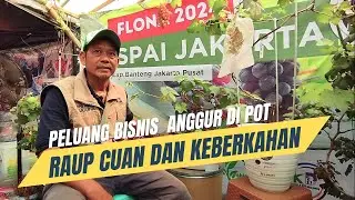 Serba Serbi Anggur Di Pot, Tips Cara Bikin, Perawatan Hingga Harga Jual. Pameran Flora Fauna 2024