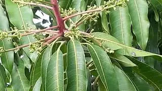 Mango Blossom Blooming Early 2018-19