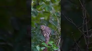Asian barred owlet From Sattal Uttarakhand 😍 Join My Birding Tours