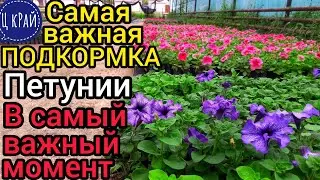 Самая важная ПОДКОРМКА для ПЕТУНИИ в самый важный момент✔️. Приземистая, ровная, красивая ПЕТУНИЯ.💯💣