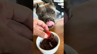 Fondue de Morango- Vamos Fazer Chocolate pra Cachorro? Ingredientes: Óleo de Coco e Alfarroba em Pó