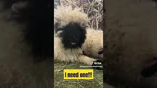 cute rare fluffy sheep #cute #fuzzyfriends #babyanimals #cutenessoverload