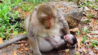 The priority of cute baby monkey Dimitri is to move out of its mother’s big belly