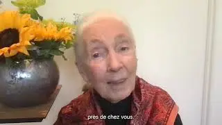 Message du Dr Jane Goodall pour la Journée mondiale des martinets 2023