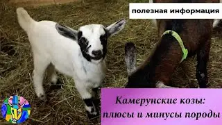 Камерунские козы — плюсы и минусы породы