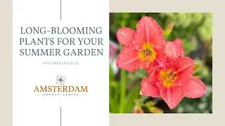 Long-Blooming Plants for Your Summer Garden