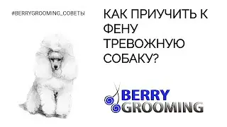 Советы грумерам от Анны Бардышевой 