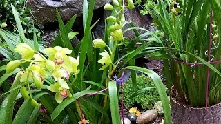 ¿Por  qué florecierón mis Orquídeas? ║Orquídeas en el mundo