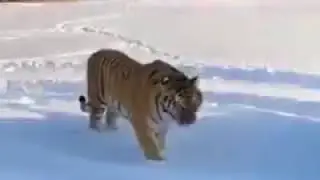 Зимняя прогулка