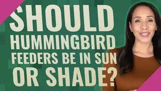 Should hummingbird feeders be in sun or shade?