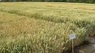 Достижения Краснокутской СОС