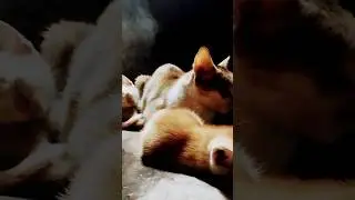 It's Sleepy Time | #cats #catshorts #cat #catlover #catvideos #catholic #catvideo #catsoftiktok