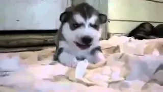 Щенок Хаски!!Прикольно поет