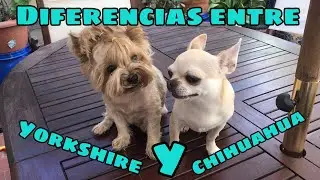 Diferencias entre yorkshire y chihuahua