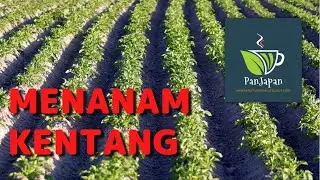menanam kentang pakai alat seadanya