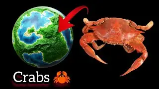 Crabs 🦀 on Google Earth and Google maps 
