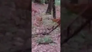 3 deer grazing #nature #naturelovers